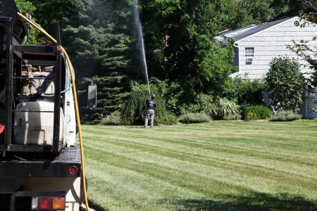 Tree Spraying by Alternative Earthcare