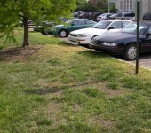 Brown Patches on Lawn - Alternative Earthcare