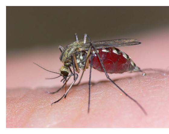 Mosquito Control on Eastern Long Island