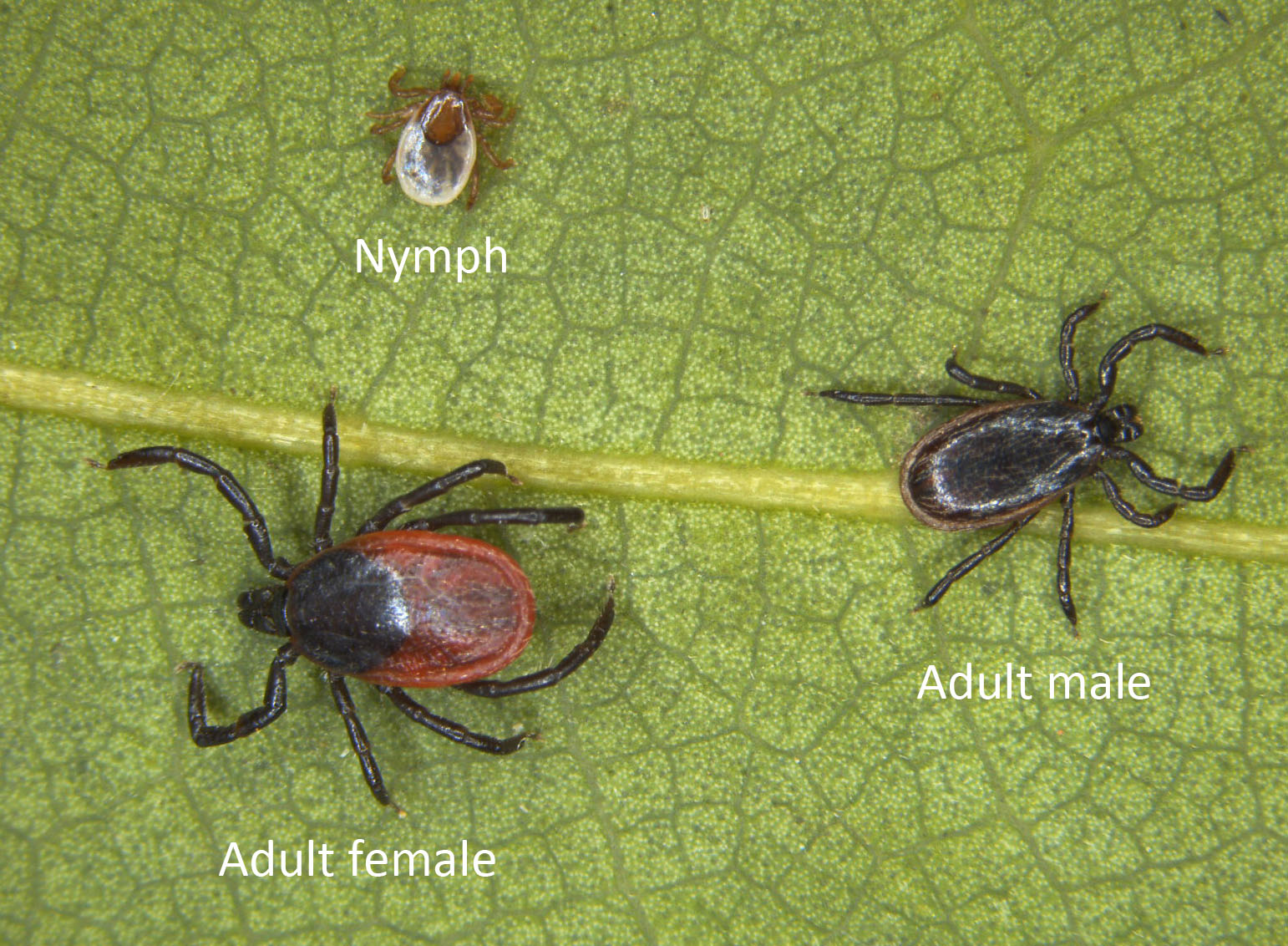 FALL TICK ALERT BLACK LEGGED TICKS Alternative Earthcare