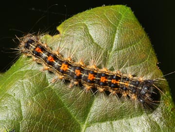 long-island-gypsy-moth-caterpillar-control