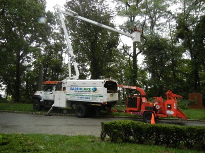 commercial tree cleanup