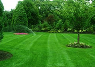 Have Your Lawn Fertilized