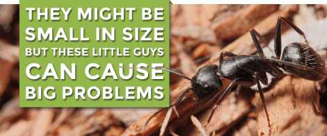 Ant Control from Alternative Earthcare of Long Island