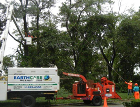 Long Island Tree Services - Alternative Earthcare
