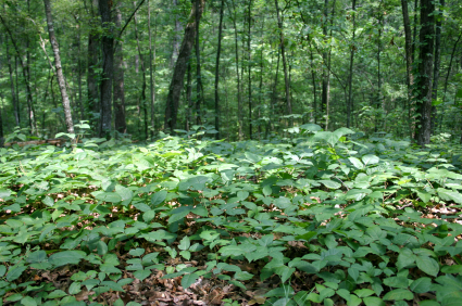 Poison Ivy Control Long Island