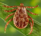 Organic Tick Control Treatments and Procedures that you can use to Protect your Property and Family from Ticks
