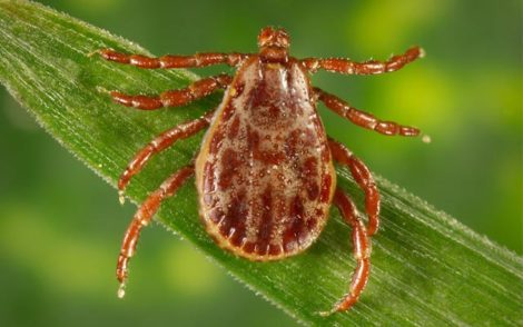 Organic Tick Control Treatments and Procedures that you can use to Protect your Property and Family from Ticks