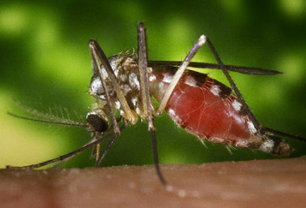 REASONS FOR MOSQUITOES SPRAYING IN NASSAU AND SUFFOLK COUNTIES