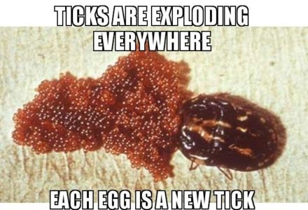 Tick Population Long Island in Suffolk and Nassau County
