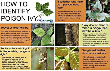 poison ivy control