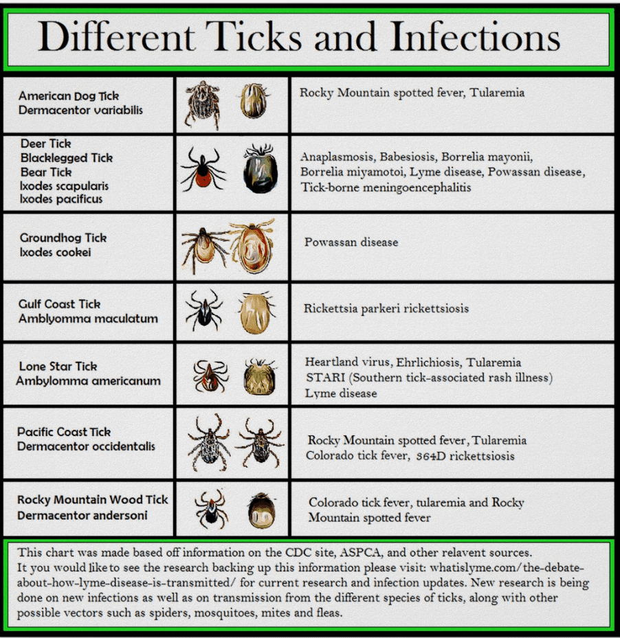 tick identification types of ticks in pa