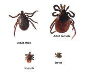 5 Reasons For Tick Control