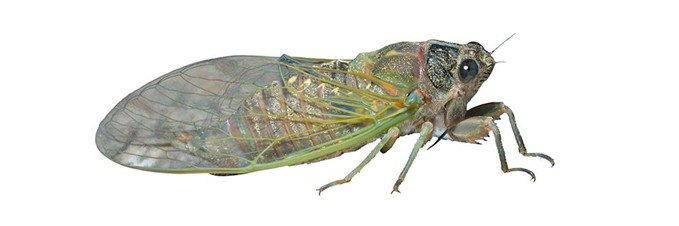 lycee way to the mile high 能見　クドリャフカ　クド lycee way to the mile high 能見 クドリャフカ クド La Divina Honey