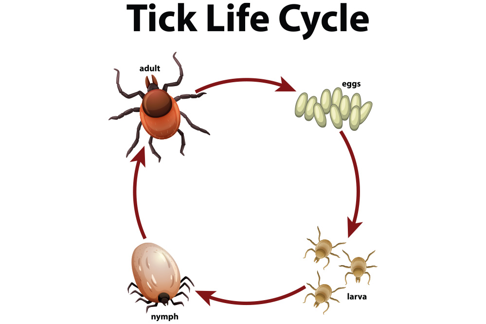 The Life Cycle Of Ticks - Alternative Earthcare